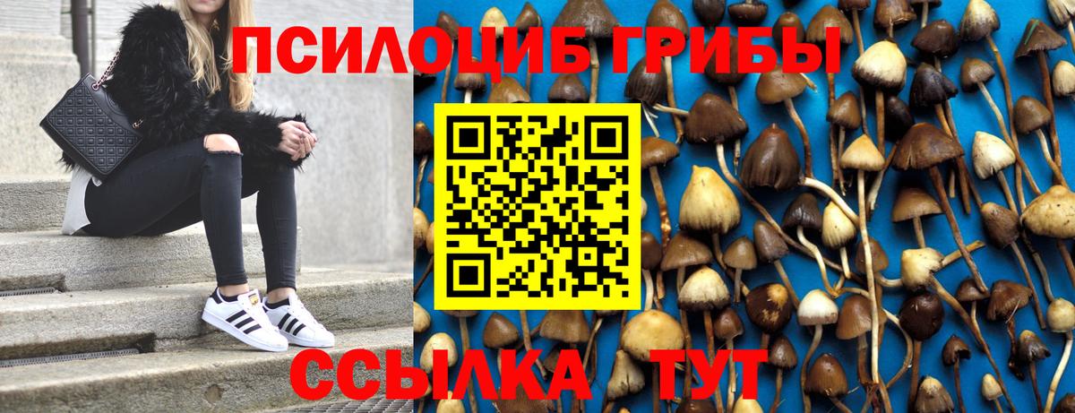 Учалы  цены   Вход с VPN  Псилоцибиновые грибы Psilocybe 